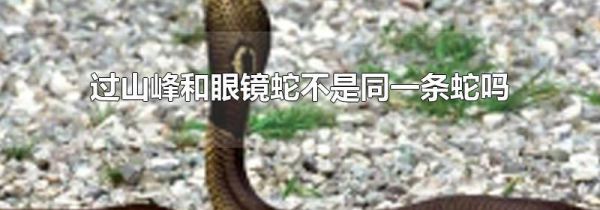 过山峰和眼镜蛇不是同一条蛇吗