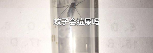 蚊子会拉屎吗