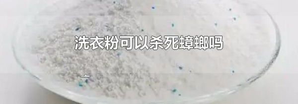 洗衣粉可以杀死蟑螂吗