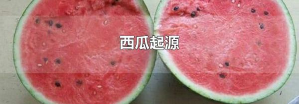 西瓜起源