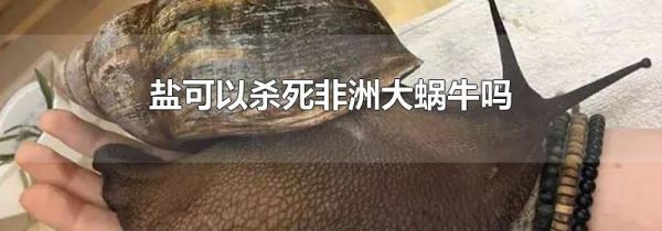 盐可以杀死非洲大蜗牛吗