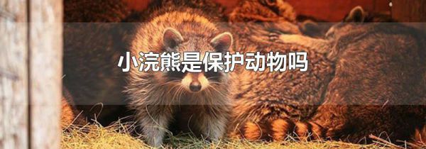 小浣熊是保护动物吗