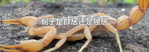 蝎子是群居还是独居