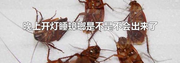 晚上开灯睡蟑螂是不是不会出来了
