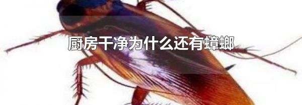 厨房干净为什么还有蟑螂