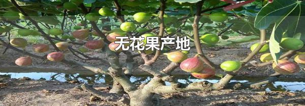 无花果产地