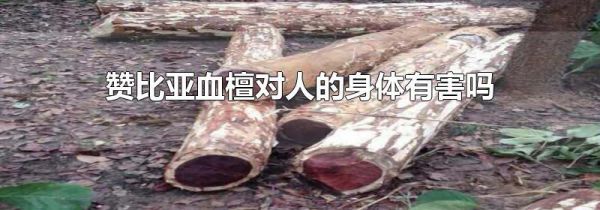 赞比亚血檀对人的身体有害吗