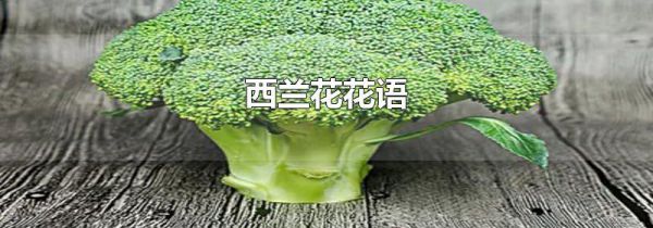 西兰花花语