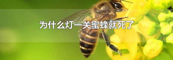 为什么灯一关蜜蜂就死了