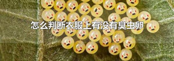怎么判断衣服上有没有臭虫卵