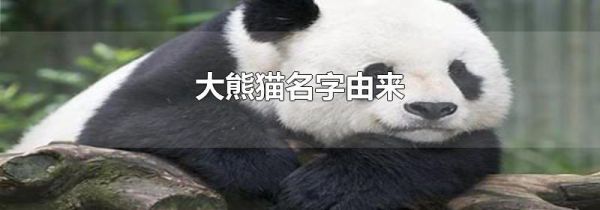 大熊猫名字由来