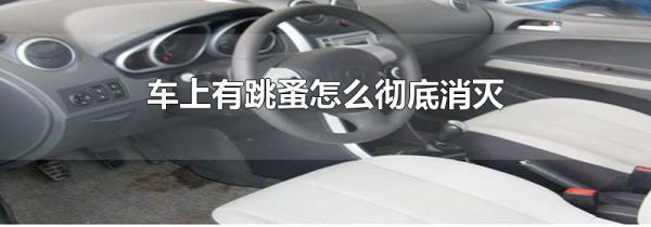 车上有跳蚤怎么彻底消灭