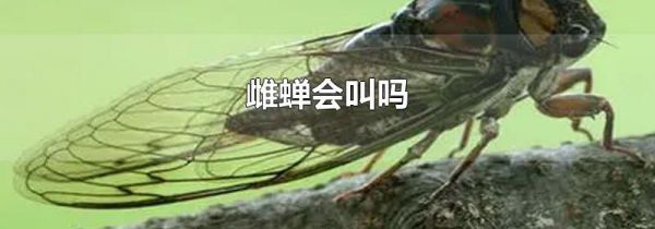 雌蝉会叫吗