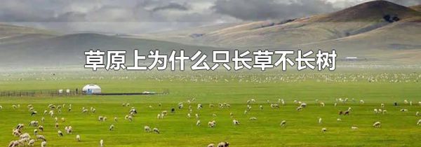 草原上为什么只长草不长树