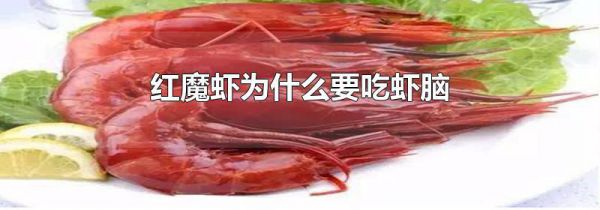 红魔虾为什么要吃虾脑