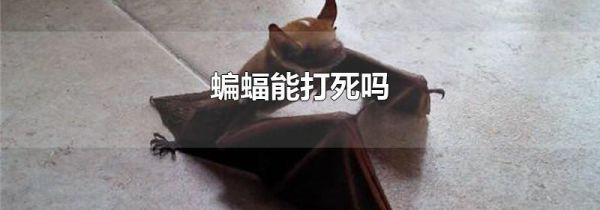 蝙蝠能打死吗