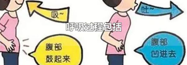 呼吸过程包括