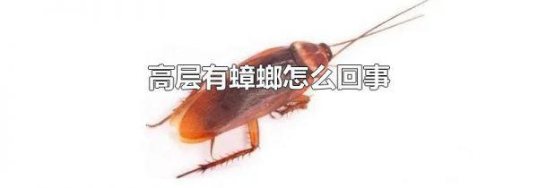 高层有蟑螂怎么回事