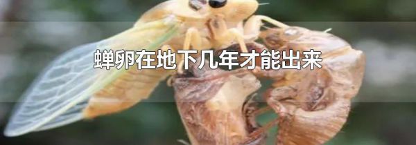 蝉卵在地下几年才能出来