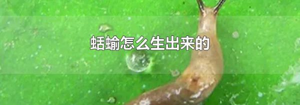 蛞蝓怎么生出来的