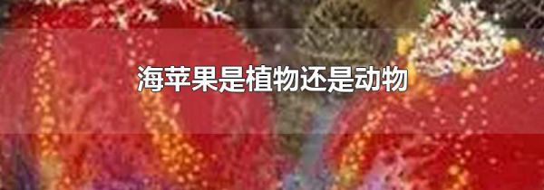 海苹果是植物还是动物