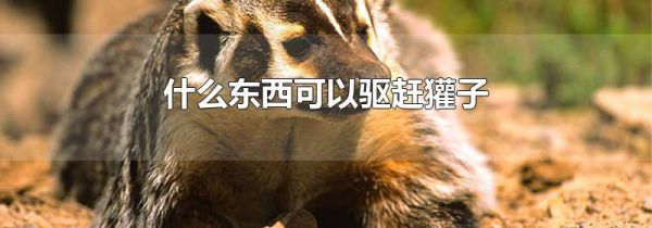 什么东西可以驱赶獾子
