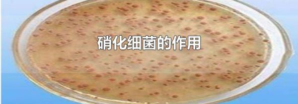 硝化细菌的作用