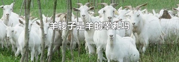 羊腰子是羊的睾丸吗