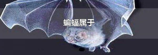 蝙蝠属于