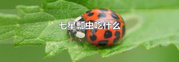 七星瓢虫吃什么