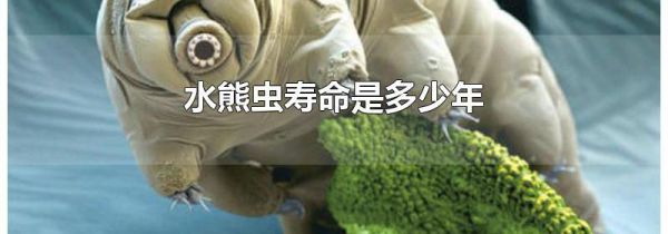 水熊虫寿命是多少年
