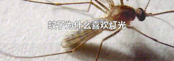 蚊子为什么喜欢灯光