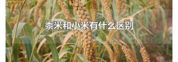 黍米和小米有什么区别