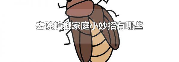 去除蟑螂家庭小妙招有哪些