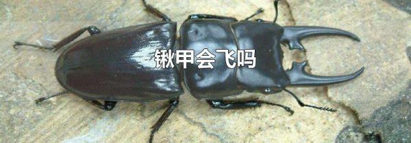 锹甲会飞吗