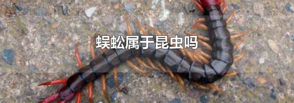 蜈蚣属于昆虫吗