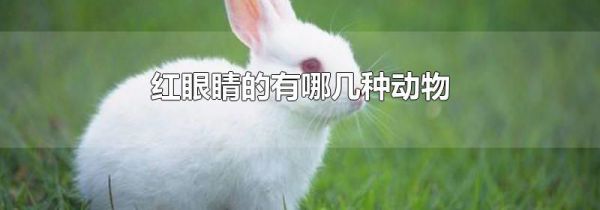 红眼睛的有哪几种动物