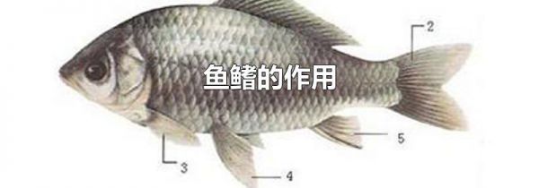 鱼鳍的作用