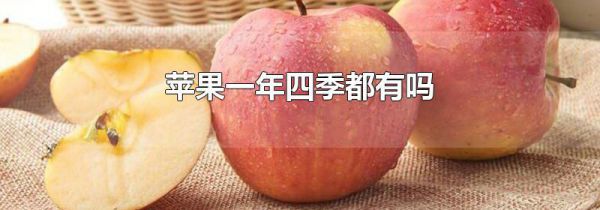 苹果一年四季都有吗