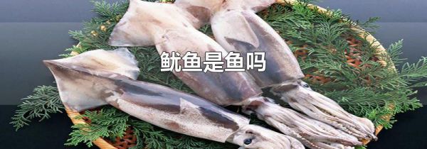 鱿鱼是鱼吗