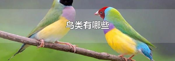 鸟类有哪些