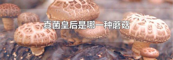 真菌皇后是哪一种蘑菇