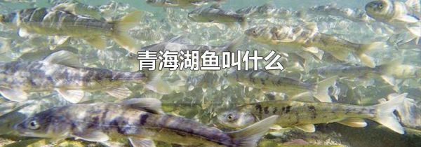 青海湖鱼叫什么
