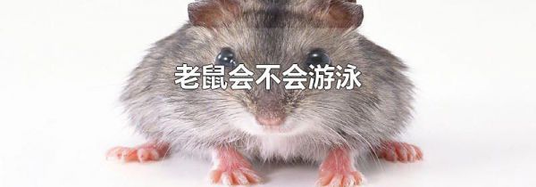 老鼠会不会游泳