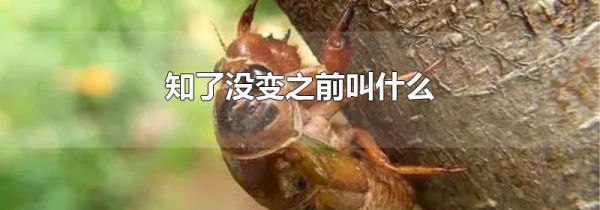 知了没变之前叫什么