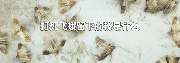 打死飞蛾留下的粉是什么