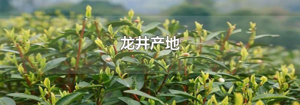 龙井产地