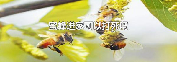 蜜蜂进家可以打死吗