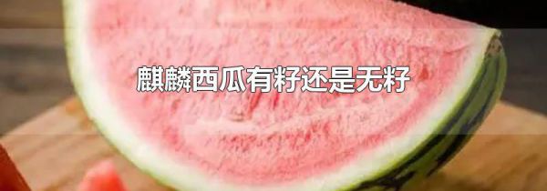 麒麟西瓜有籽还是无籽