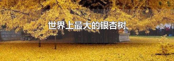 世界上最大的银杏树